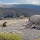 Lev in levinja sta napadla nosoroga, a ta jima ni ostal dolžan (VIDEO)