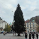 V središču Ljubljane so že postavili božično smreko: ne boste uganili, kakšno ime so ji nadeli (FOTO)