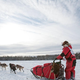 Ekstremna pasja dirka po Aljaski terjala svoj davek – kdaj bo dovolj 'ledenih grobov'?