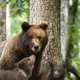 Pozor: na slovenski cesti je bila opažena medvedka z mladičem