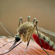 Vse več tigrastih komarjev, vse več primerov denge – kako se zaščititi?