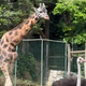 Vas je kdaj zanimalo, kako pije žirafa? (Poglejte posnetek iz ZOO Ljubljana)