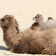 Neverjetna dejstva o divjinski dvogrbi kameli: ste vedeli, da jih je v naravi še manj kot 1000?