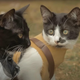 7 divje popularnih YouTube posnetkov z mački, ki so zaznamovali zgodovino spleta
