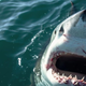 Bodite pripravljeni: kako se izogniti napadu morskega psa? (Naj vas nikoli več ne bo strah)