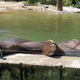 Slonica Ganga iz ZOO Ljubljana jasno pokazala, kaj si misli o svojem novem bazenu (VIDEO)