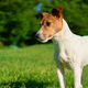 Ste že kdaj slišali za sindrom zlomljenega repa pri psu? (Bi ga znali prepoznati?)