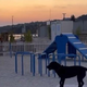 Pasji lastniki pozor: v Portorožu zaživela mondena pasja plaža (VIDEO)