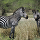 Zebre nimajo črt samo za okras: veste, kako pomembno funkcijo imajo?