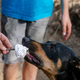 Psička na pikniku pojedla palčko od nabodala, veterinarji pokazali posledice