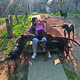 FOTO: Tanja Vidergar v Nišu rešuje pse: Imeti moraš kar dober želodec, da zdržiš, kar vidiš tam
