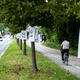 Foto: V Ljubljani bosta padla mogočna drevoreda, tako so označili debla, ki jih čaka giljotina