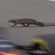 Video: Mala Godzila zmotila dirkače formule ena