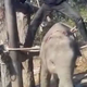 Kruto ravnanje s sloni na Tajskem