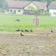 Vseprisotne vrane so zgolj v nekaj dneh kmetu Jožetu snedle celoten posevek