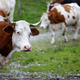 Psički vznemirili krave, ki so pomendrale 55-letno pohodnico