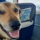 Izgubljeni pes preživel tri mesece v aljaški divjini