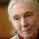 Jane Goodall: Imela sem neskončno srečo, ker se nisem rodila v premožni družini