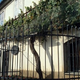 Hiša Najstarejše trte z julijem v prenovo, poslej večja promocija lokalnih vin