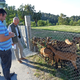 Koze so se izkazale za dobre “kosilnice” in turistično atrakcijo