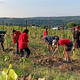 Belgijci čistijo istrske vinograde