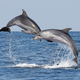 Hrvaški ribiči upravičeni do odškodnine zaradi škode od delfinov, slovenski ne dobijo niti evra