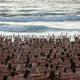 2500 nagcev na sydneyski plaži Bondi ozaveščala o kožnem raku