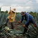 Zaradi evropske žeje po tekili v Mehiki primanjkuje agave