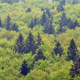 "Gozdovi so bistveni za zdravje planeta in dobro počutje ljudi"