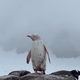 Na Antarktiki se sprehaja skoraj popolnoma bel pingvin