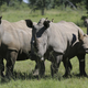 Rog kot prekletstvo – v Južni Afriki je bil lani vsakih 17 ur ubit nosorog