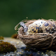 Samooklicani zasvojenec z zbiranjem ptičjih jajc spet v težavah