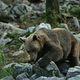 V bližini Gardskega jezera medved napadel francoskega turista