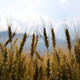 Pomurski kmetje enotno: odkupna cena pšenice ne pokrije stroškov