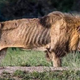 Fotografija umirajočega leva s pomembnim sporočilom: "Moč je minljiva, zato bodimo ponižni"