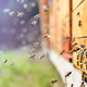 Odkrili naravni botoks: raziskave potrjujejo učinke čebeljega strupa na pomlajevanje