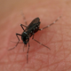 V Evropi vse več bolezni, ki jih širijo komarji