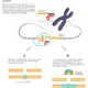 V ZDA odobrili prvo zdravilo za zdravljenje z gensko manipulacijo CRISPR/Cas9