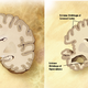 Ali vitamin B ustavlja izgubo spomina pri Alzheimerjevi bolezni?