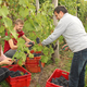 Iz rdečega grozdja tudi belo vino (FOTO)