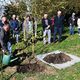 Petanjski Vrt spominov in tovarištva bogatejši za spominsko brezo (FOTO)