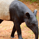 Tapirji so zapriseženi vegetarijanci in zelo požrešni. Presenetilo vas bo, koliko odrasel primerek poje