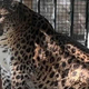 Leopard debelušček ne bo več hujšal (FOTO)
