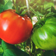 Tako uporabite liste paradižnika: za naravno gnojilo in repelent