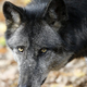 Volk je zaščitena vrsta, ker hočejo enega odstreliti, morajo na sodišče EU