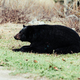 Policija opozarja ljudi, da naj se ne približujejo temu 'depresivnemu' medvedu (FOTO)