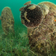 Izginjajoče livade so zavetja za morske organizme