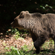 Prizor iz slovenskega gozda, ob katerem zaledeni kri: mama medvedka popolnoma pobesnela (VIDEO)