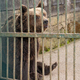 Felix rešen po treh desetletjih: medved iz Kočevja zdaj v naravnem zavetišču (FOTO)