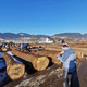 Slovenj Gradec: Na licitaciji vrednejšega lesa zbrali okoli 7000 ton hlodovine